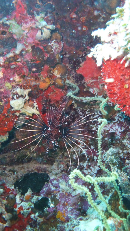 Vilu Reef,Süd Nilande Atoll,Sun Diving,Malediven