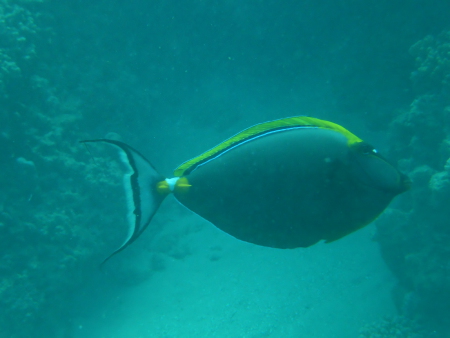 diving.DE el Flamenco,El Quseir bis Port Ghalib,Ägypten