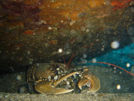 Divepoint,Malinska,Insel Krk,Kroatien