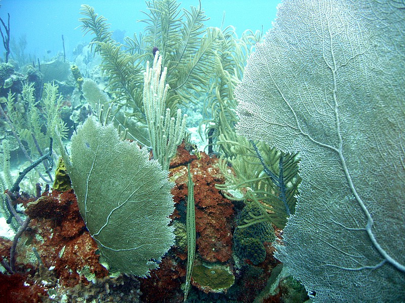 Bayahibe - Parque Nacional II, Bayahibe,Dominikanische Republik