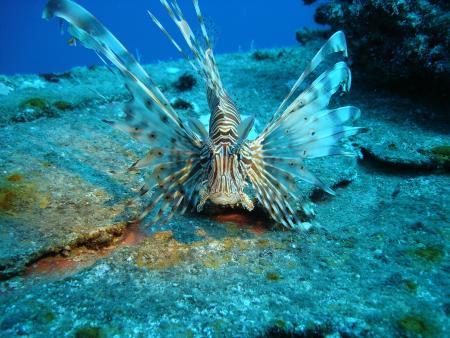 Bavaria Blue Diving,Hurghada,Ägypten