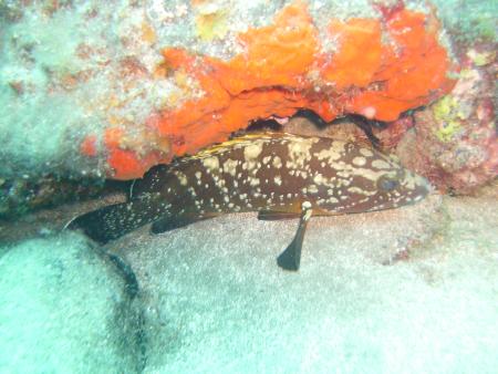 R.C. Diving,Puerto del Carmen,Lanzarote,Kanarische Inseln,Spanien