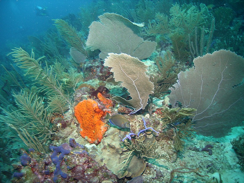 Bayahibe - Catalinita - Shark Point, Catalina Island,Dominikanische Republik