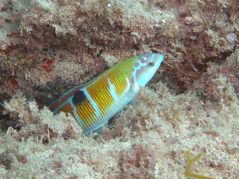 Fuerteventura - Chupadero, Fuerteventura - Chupadero Nord,Spanien