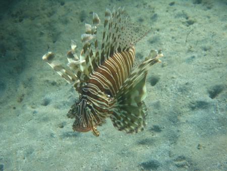 diving.DE el Flamenco,El Quseir bis Port Ghalib,Ägypten