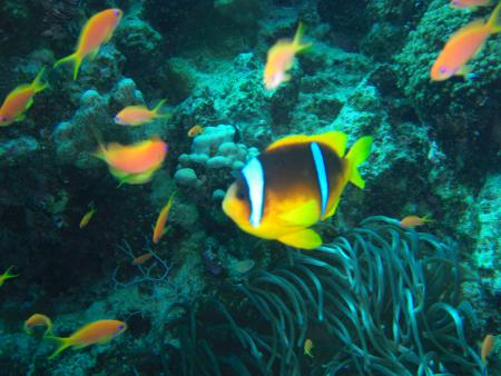 Oriental Divers,Sentido Resort,El Quseir bis Port Ghalib,Ägypten