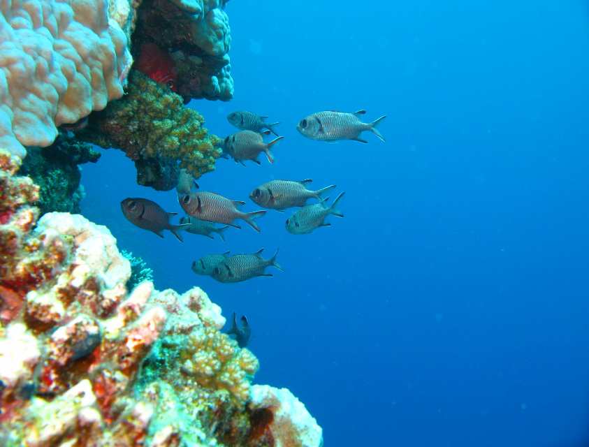 Hausriff, Scuba World Divers, Sol Y Mar Reef Resta Resort, Port Ghalib, Ägypten, El Quseir bis Port Ghalib