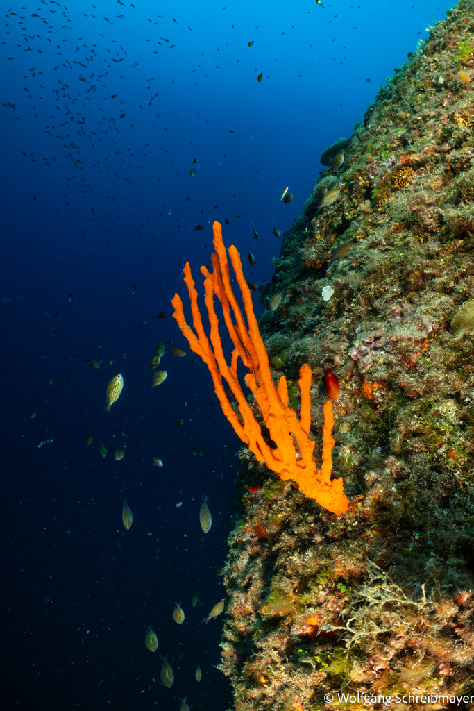 Punta Diving, Betina, Kroatien