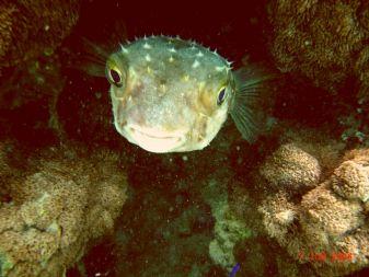 Beachsafari Diving Camp Marsa Alam,Marsa Alam und südlich,Ägypten