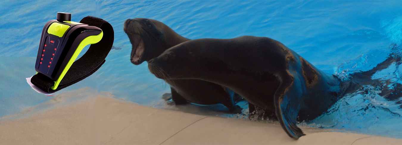 Buddy Watcher Trifft Seel wen Diveinside News