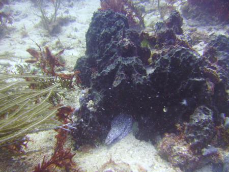 Scuba Pelicano,Isla Margarita,Juan Griego / Venezuela,Venezuela