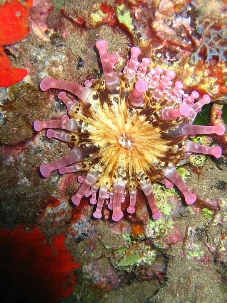 Atlántica - Centro de buceo / Tauchzentrum,Puerto del Carmen,Lanzarote,Kanarische Inseln,Spanien