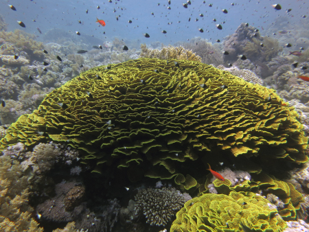 Millennium Divers Sharm Plaza,Sinai-Süd bis Nabq,Ägypten