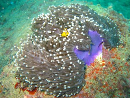 Aquadivers,Nai Thon,Phuket,Andamanensee,Thailand