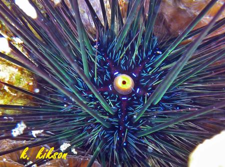 Calypso Diving,Koh Samui,Golf von Thailand,Thailand