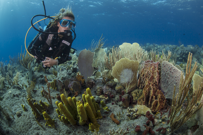 Sabas Unterwasserwelt, Saba,Niederländische Antillen