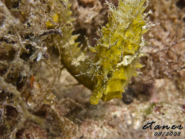 Hausbucht Scuba Valdaliso, Rovinj, Rovinj,Kroatien