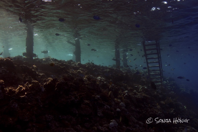 diving.de Akassia Jetty, diving.DE Akassia, Ägypten, El Quseir bis Port Ghalib