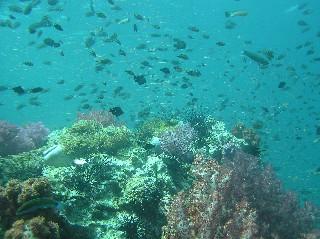 Deep Blue Divers,Phuket,Andamanensee,Thailand