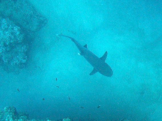 Brayka Bay House Reef, Brayka Bay,Ägypten