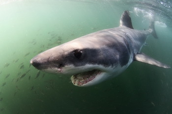Weißer Hai - © Morne Hardenberg (Shark Explorers)