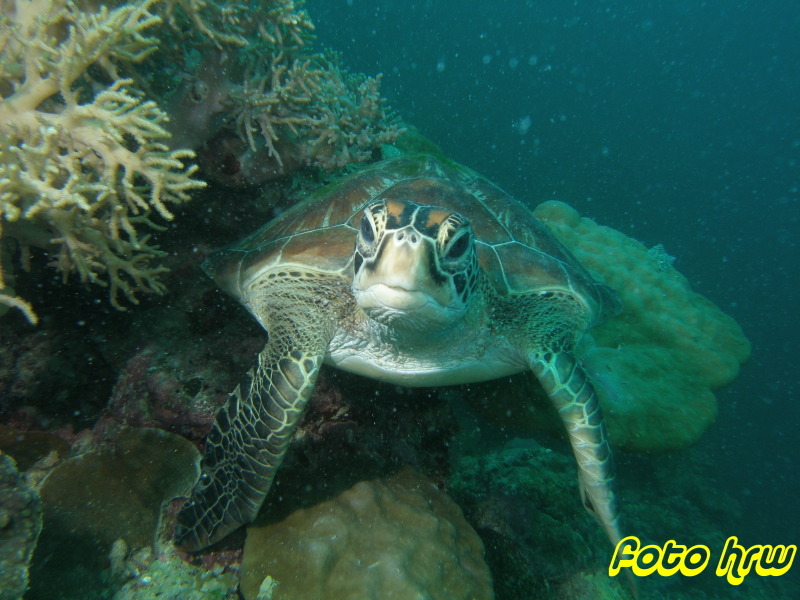 Moalboal, Moalboal & Malapascua,Philippinen