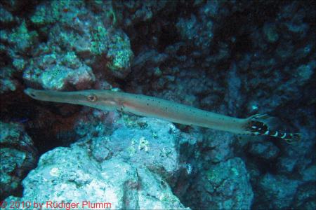 Buceo-Sub La Palma,Kanarische Inseln,Spanien