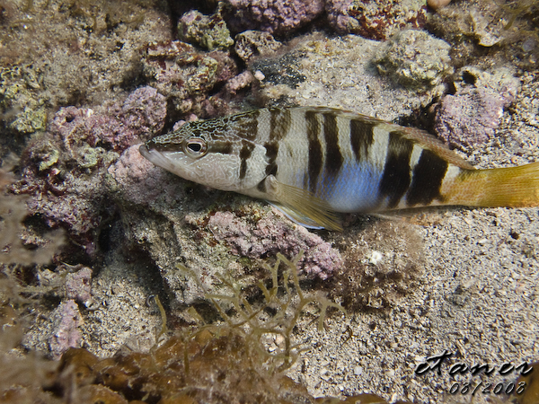 Hausbucht Scuba Valdaliso, Rovinj, Rovinj,Kroatien