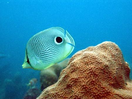 Pirate´s Cove Dive Center,Juan Dolio,Dominikanische Republik