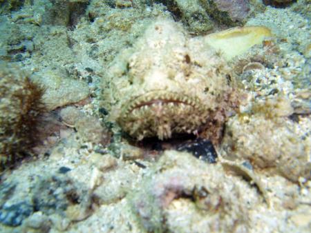 Scuba Pelicano,Isla Margarita,Juan Griego / Venezuela,Venezuela