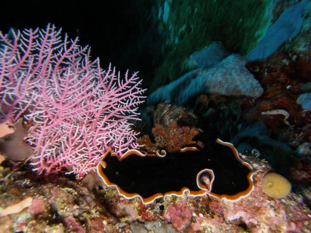 Great Barrier Reef / Coral Sea, Great Barrier Reef / Coral Sea,Australien