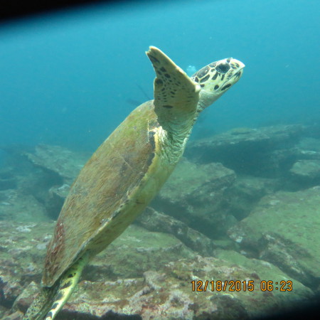 Diver´s Land Dive Club Unawatuna,Sri Lanka