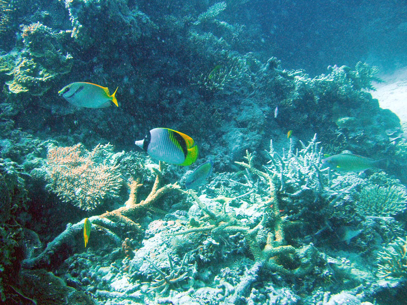 Outer Great Barrier Reef, Hastings Reef, Cairns, Hastings Reef,Outer Great Barrier Reef (Nähe Cairns),Australien