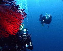 Dive In - Surf Out,Vodice,Kroatien