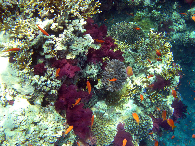 Shark & Yolanda Reef, Wrack der Jolanda,Ägypten