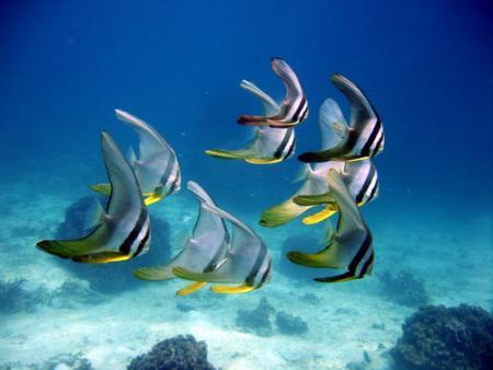 Calypso Diving,Koh Samui,Golf von Thailand,Thailand
