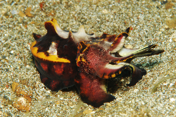 Lembeh strait, Lembeh Strait,Nord Sulawesi,Indonesien