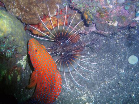 Scuba Libre (Gani Bali),Bali,Indonesien