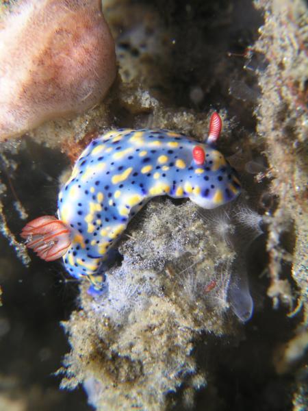 Blue Bay Divers,Sahaung Island,Nord Sulawesi,Sulawesi,Indonesien