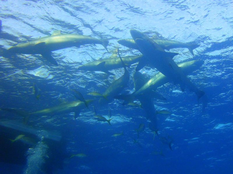 jetzt mal die Silkys - Seidenhaie, Jardines de la Reina,Kuba