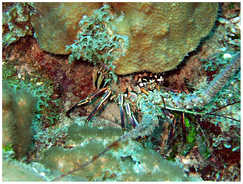 Bayahibe, Bayahibe,Dominikanische Republik