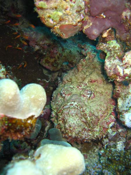 diving.DE el Flamenco,El Quseir bis Port Ghalib,Ägypten