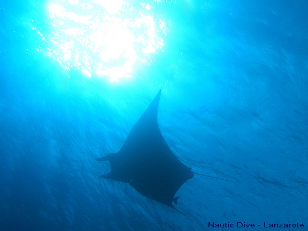 Mantas auf Lanzarote, Kanaren Lanzarote,Spanien