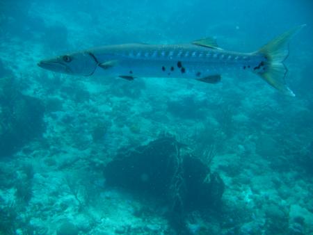 Goodluckdivers,Plymouth,Trinidad und Tobago