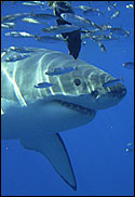 Guadelupe ´Insel der weissen Haie´, Guadalupe,Mexiko