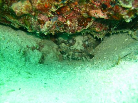 Scuba Pelicano,Isla Margarita,Juan Griego / Venezuela,Venezuela