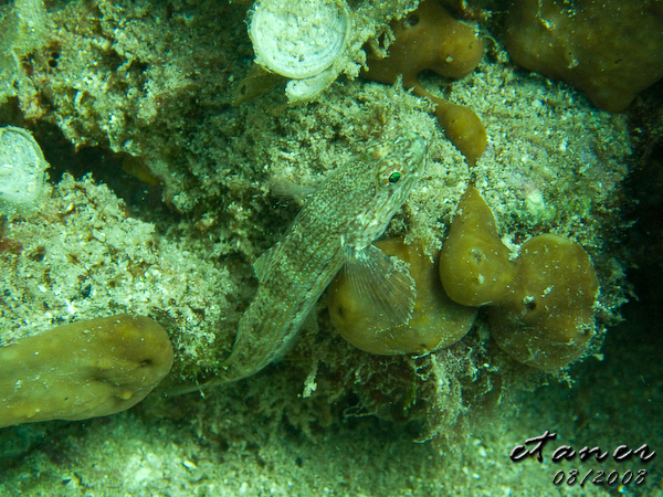 Hausbucht Scuba Valdaliso, Rovinj, Rovinj,Kroatien