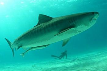 Tigerhai Emma - c Wolfgang Leander