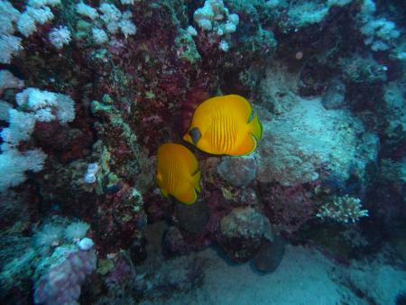 diving.DE el Flamenco,El Quseir bis Port Ghalib,Ägypten