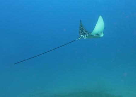 Sinai Divers,Naama Bay,Sharm el Sheikh,Sinai-Süd bis Nabq,Ägypten